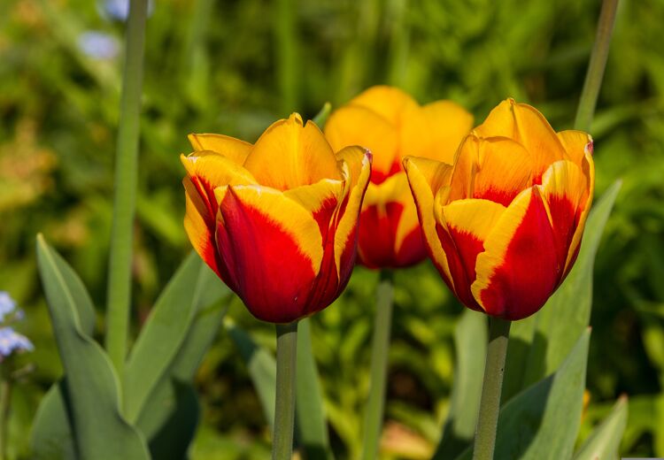 In de regel geldt dat hoe eerder ze geplant worden, hoe beter de bol aan zal slaan!